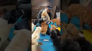 Посвятил жизнь спасению животных 🐕 🐈‍⬛ 