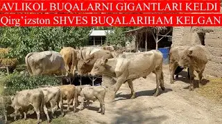 GIGANT AVLIKOL BUQALARI KELDI L,QIRG’IZSTON SHVES BUQALARIHAM BOR 1/CHI QO’L
