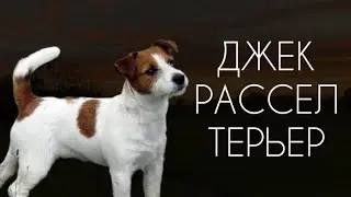 Все о породе - Джек Рассел Терьер | Самые активные собаки | Стоит ли заводить эту породы? | dashonok