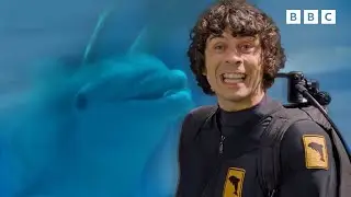 Underwater Mammals | Andy's Aquatic Adventures | Andy's Amazing Adventures