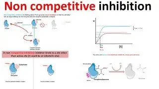 Noncompetitive inhibition: derivation and physiological contex