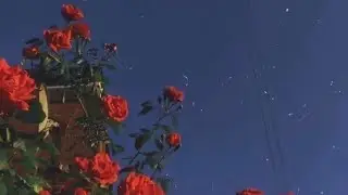 Made at disney_(whatsapp status)