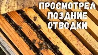 Просмотрел поздние отводки