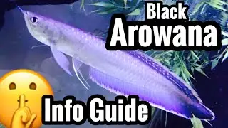 Black Arowana Fish Care - Species Profile