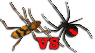 Redback Spider Vs Wasp Nature's Best Illusion EDUCATIONAL VIDEO