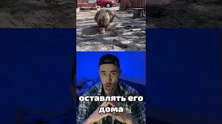 Никогда не оставляй кота одного в доме!