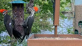 Spectacular Pileated Pair Visit the Bark Butter & Suet | May 20, 2023 | 