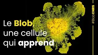 Le Blob, une cellule qui apprend | Reportage CNRS