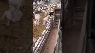 1000 Goats feed in 10 minute 