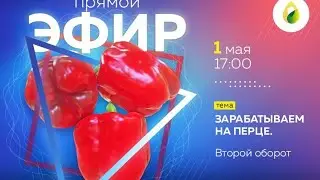 💲Зарабатываем на перце!🌶