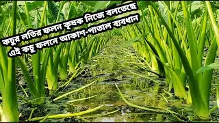 কৃষক নিজে বলছে লতির ফলনে আকাশ-পাতাল ব্যবধান| Kochu Chas | Kochu Loti Chas