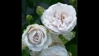 Розы Массада . Роза Griselis. Что в имени твоем?1 Часть 1.