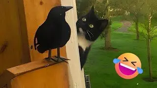 Bird Plays PEEK-A-BOO with Cat 😯 🤣 | FUNNIEST Pets of 2023!