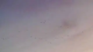 Летять утки