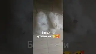 Смешные шпицы 😂❤️❤️❤️ #собака #смех #прикол