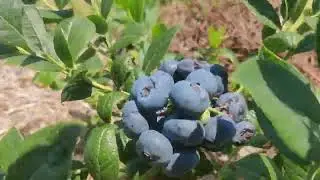 Голубика на грядах. Контроль эксперимента через 8 месяцев.