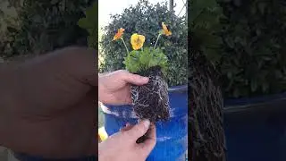 The Secret to Growing Stunning Flowers #z23