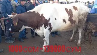 Кыргызстон Учкун мол бозори нархлари  12 та олдим узимга