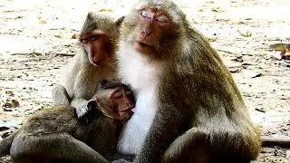 So Big Baby Monkey Still Nursing Milk Mother, Dax Almost Adult Hungry Milk Diassie!