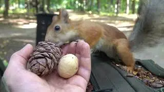 Про белку с оторванным ухом / About a squirrel with a torn ear