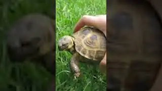 Hungry Turtle or Earth Friendly Weed Control? BOTH! #NatGeoKids