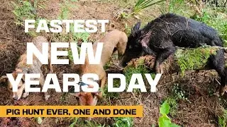 PIG HUNTING NZ, NEW YEARS DAY
