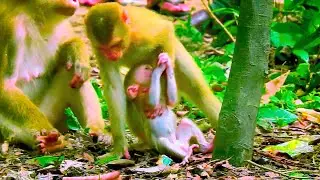 I/nnocent Baby Monkey Left Without N/ourishment by Mother