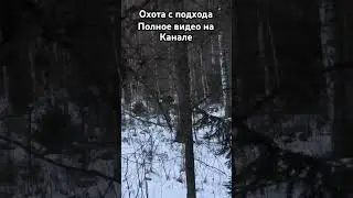 Охота на лося 