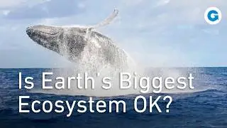 The Surprising Link Between Ocean Food Chain and Climate Change | Extra Long Documentary