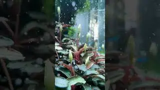 Какие растения у вас цветут в аквариуме? 