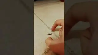 First time having a bug as a pet 😊