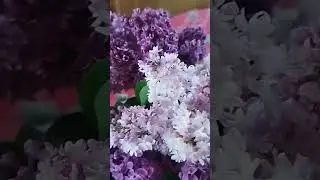 Одинокая ветка сирени.