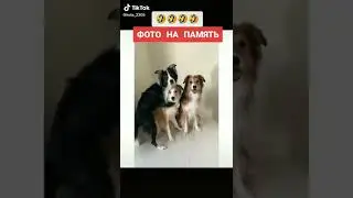 пёсики позируют для фото 