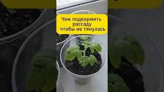 Чем подкормить рассаду, чтобы не тянулась! 