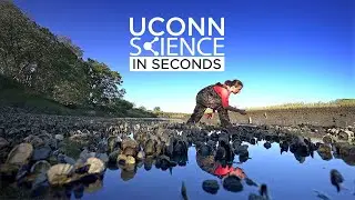 Science in Seconds: Oyster Restoration | UConn