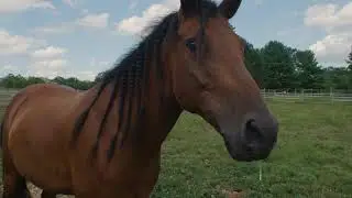 cute slightly goofy portrait of adult horse on beautiful farm with snotty nose rlxej