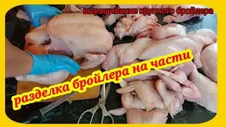 Как разделать бройлера на части. Легко и просто разделываю крупную курицу