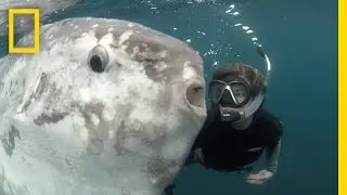 Strange Sunfish and Hope for the Ocean | National Geographic