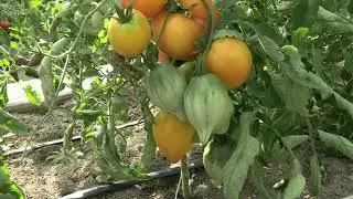 Томат Желтые гребешки (Королевский сад Ильи Королева)