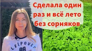 КАК ИЗБАВИТЬСЯ ОТ САМЫХ ЗЛОСТНЫХ СОРНЯКОВ БЕЗ ПЕРЕКОПКИ И ПРОПОЛКИ. Сделала и забыла про сорняки