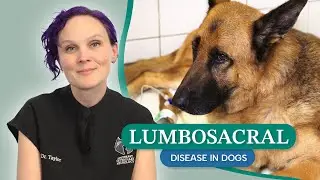 Lumbosacral Disease in Dogs: Symptoms, Diagnosis & Treatment Options