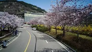 Cherry Blossom, Gyeongin National University of Education (벚꽃, 경인교육대학)