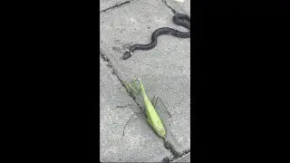Нашли змею Ужа. Бой Ужа и Богомола