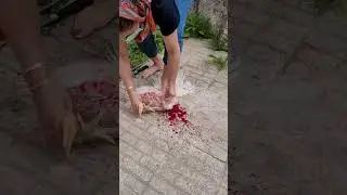 ذبح مرغ توسط خانم