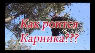 РОЕНИЕ КАРНИКИ, РОЯТСЯ ЛИ ПЧЁЛЫ???🔥🔥🔥