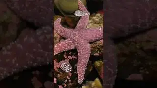 We took a trip to the NEAQ to talk sea stars with an expert! #biology #seastars #newenglandaquarium