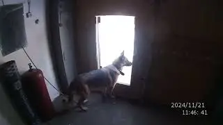 ЛУЧШЕЕ КОРМЛЕНИЕ СОБАКИ
