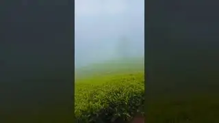 Pemandangan kebun teh saat pagi