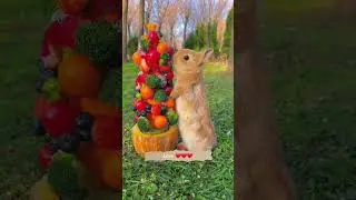 Cute straberry eating rabbit . A beautiful moment 