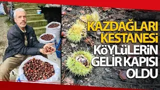 Kazdağları Kestanesi Köylülerin Gelir Kapısı Oldu